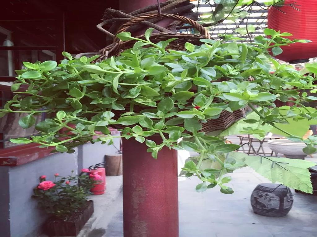 Three Legged Frog Hostel Пекин Экстерьер фото